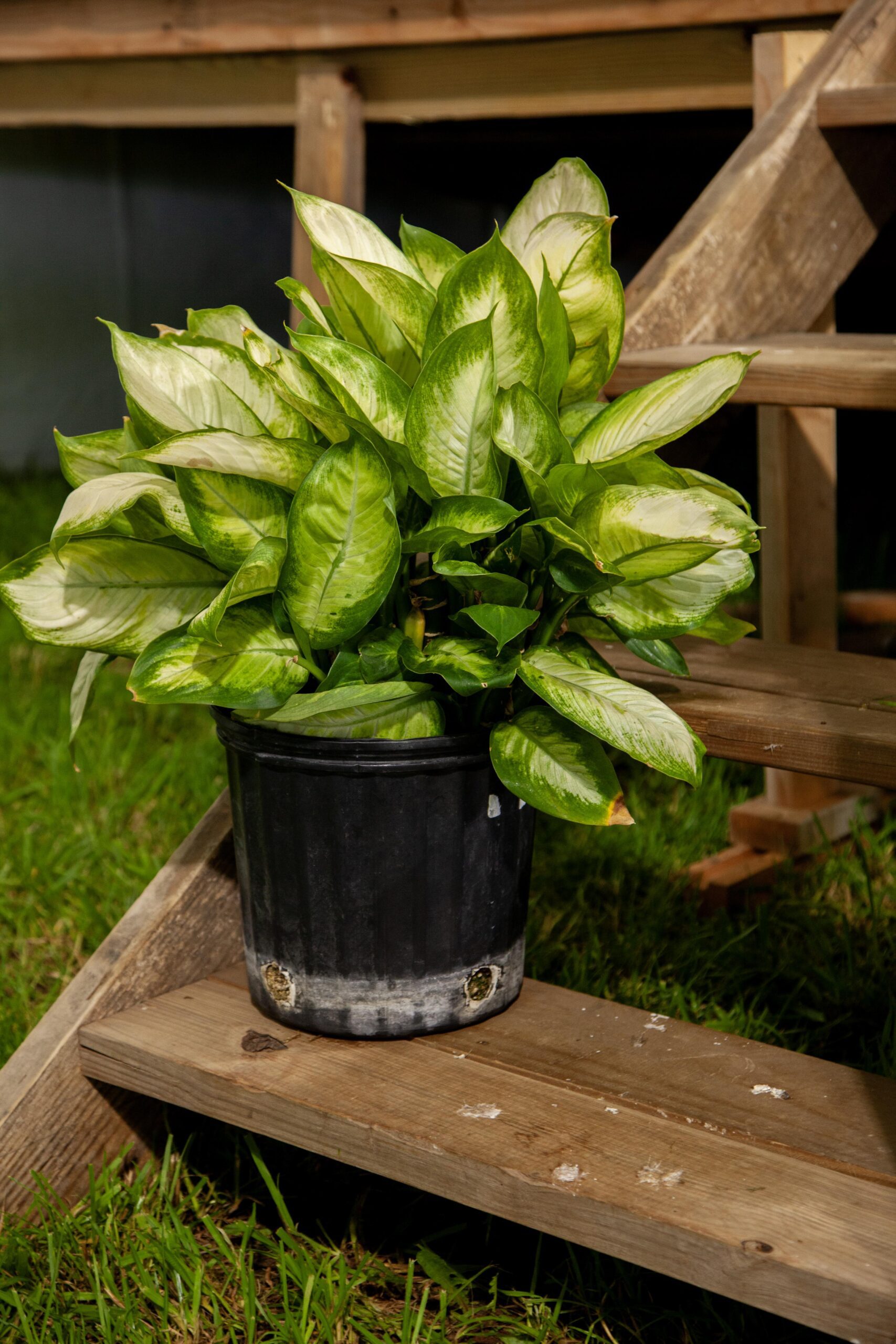 Potted houseplant with vibrant green leaves placed on wooden stairs in a backyard setting, showcasing its lush foliage and decorative potential for outdoor spaces.