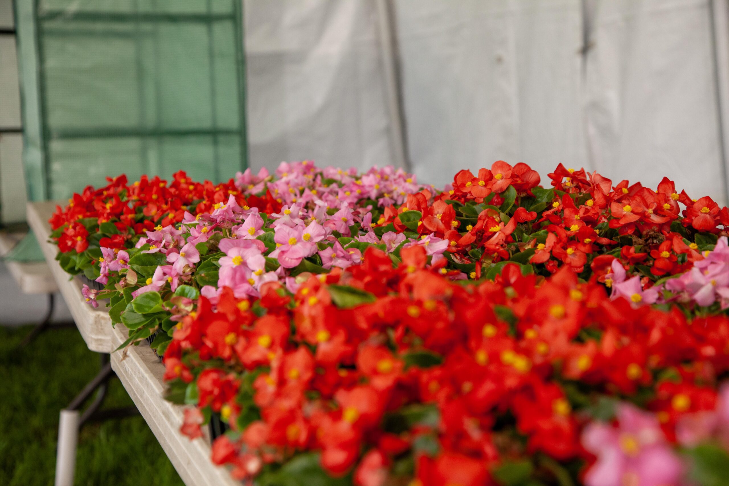Colorful display of red and pink begonias arranged on tables inside a greenhouse, showcasing their vibrant blooms and lush green foliage. Ideal for gardening enthusiasts and floral decor inspiration.