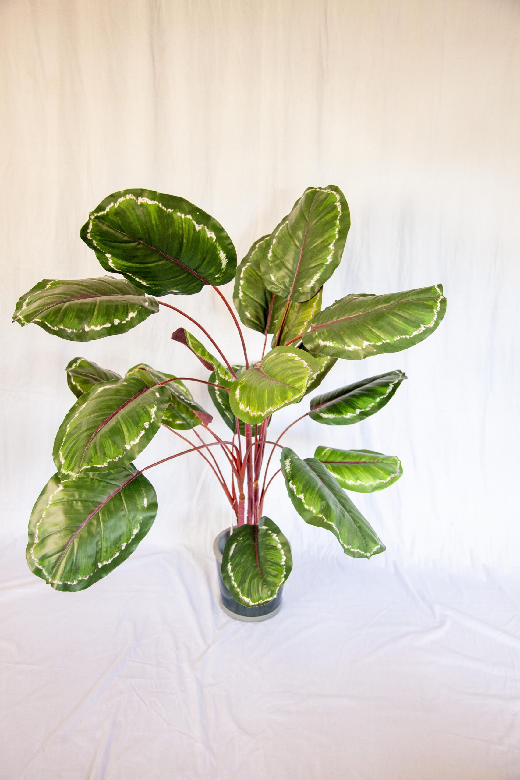 Large, vibrant houseplant with broad green leaves and red stems in a simple gray pot, set against a light backdrop. Ideal for indoor decoration and enhancing air quality.