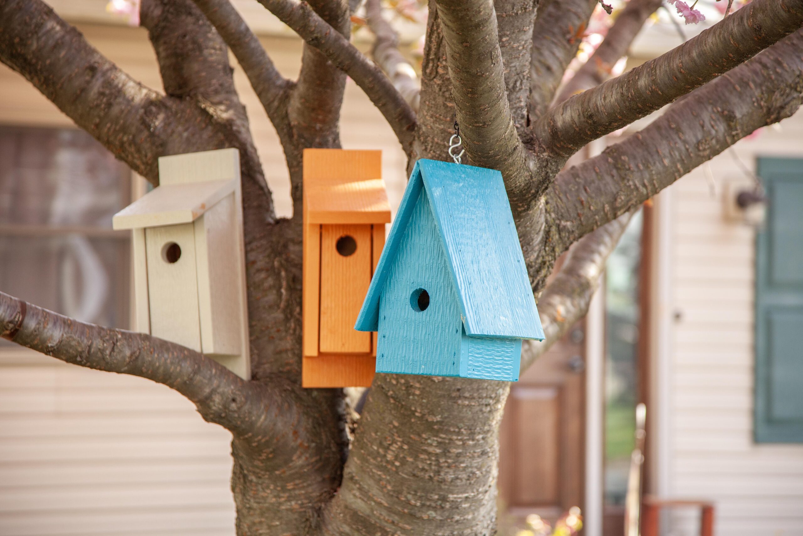 Colorful birdhouses hanging from a tree branch in a backyard setting, featuring a light gray, orange, and blue design against a softly blurred house background.