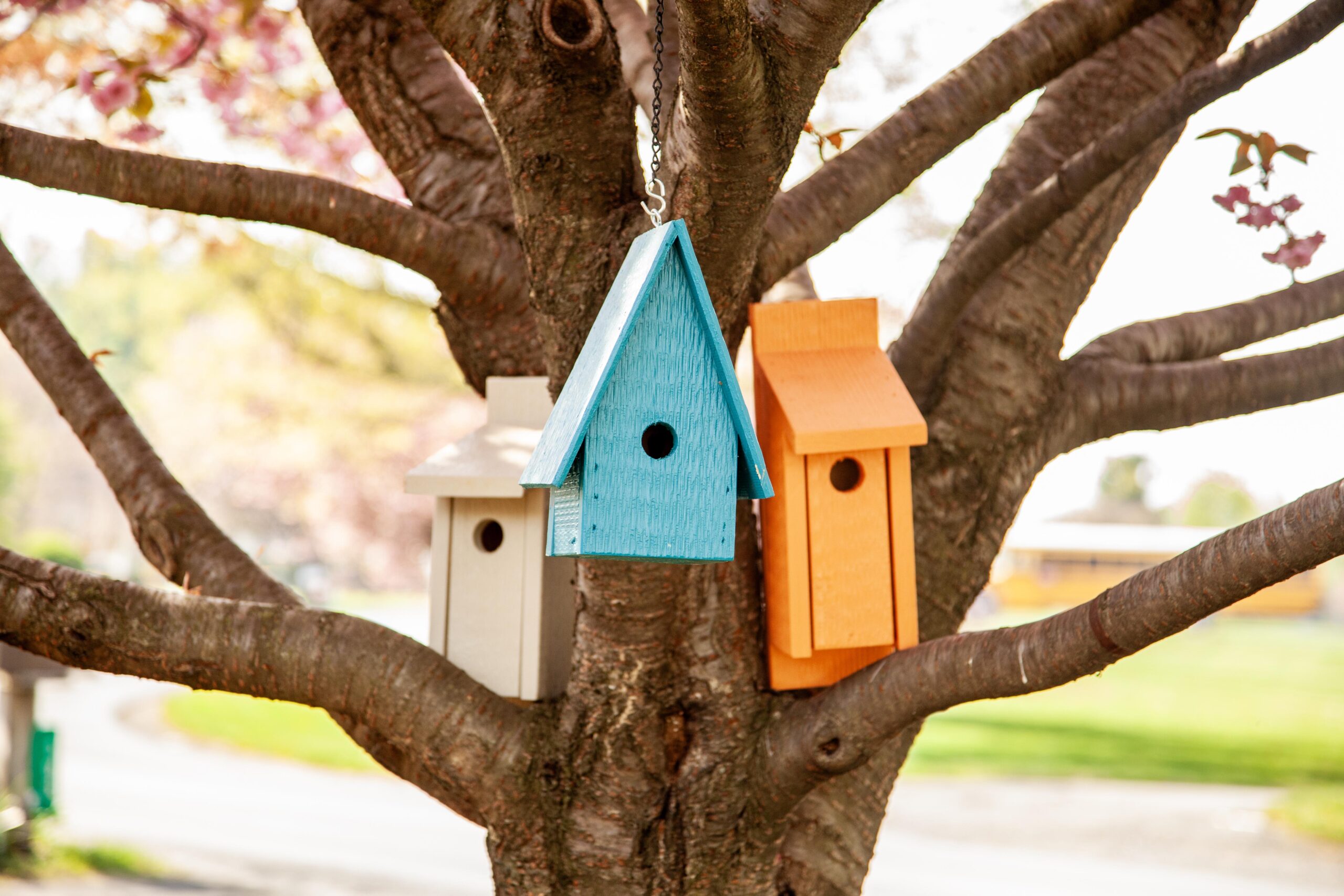 Colorful birdhouses hanging on a tree branch in a sunny garden scene.