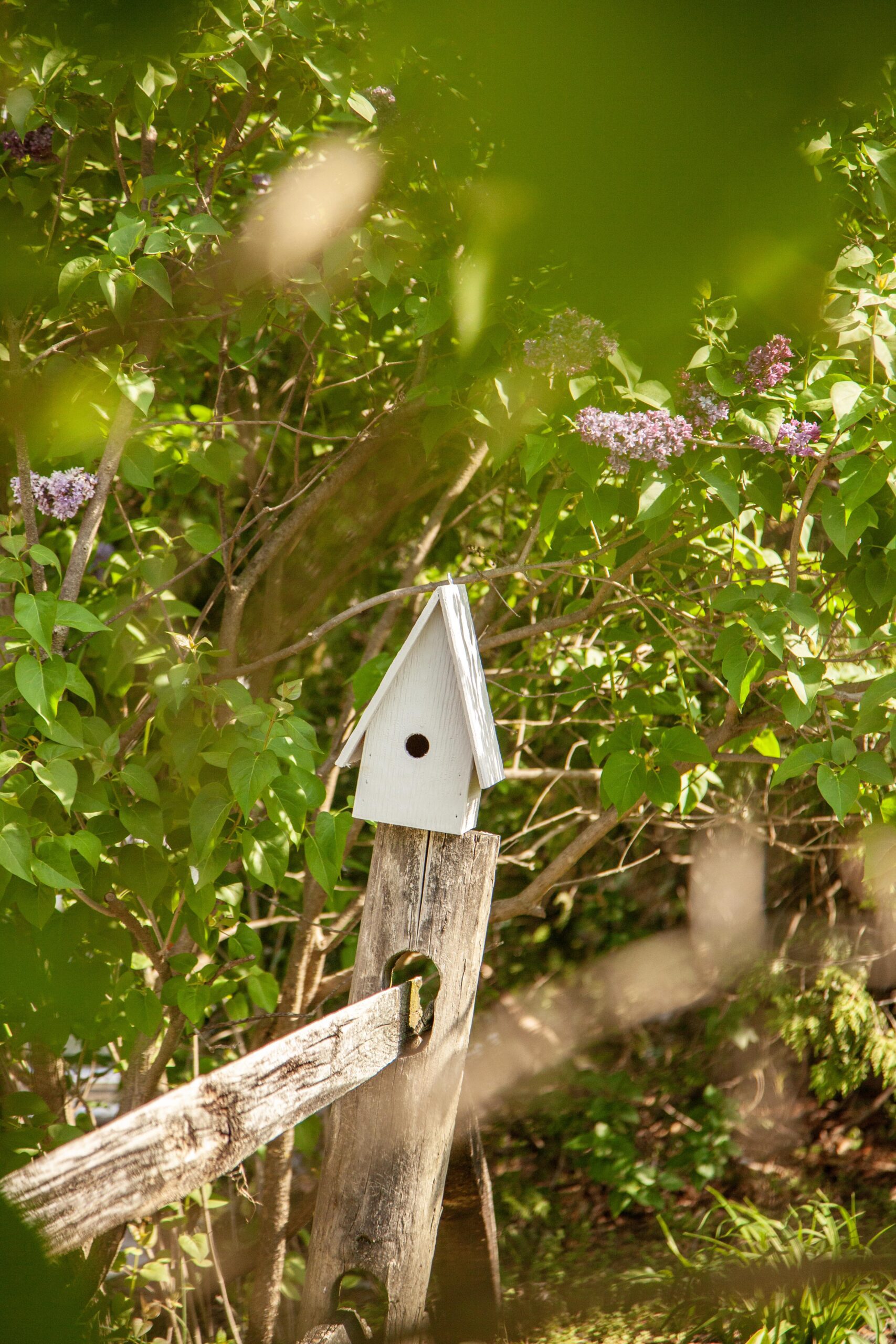 A white birdhouse perched on a wooden post, surrounded by green foliage and blooming lilac flowers in a peaceful garden setting.