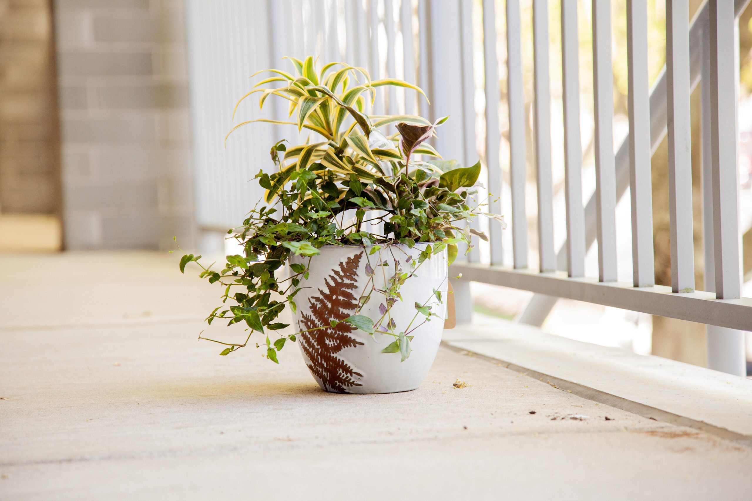 Potted plant with lush leaves on a porch with railing, adds greenery to outdoor space.
