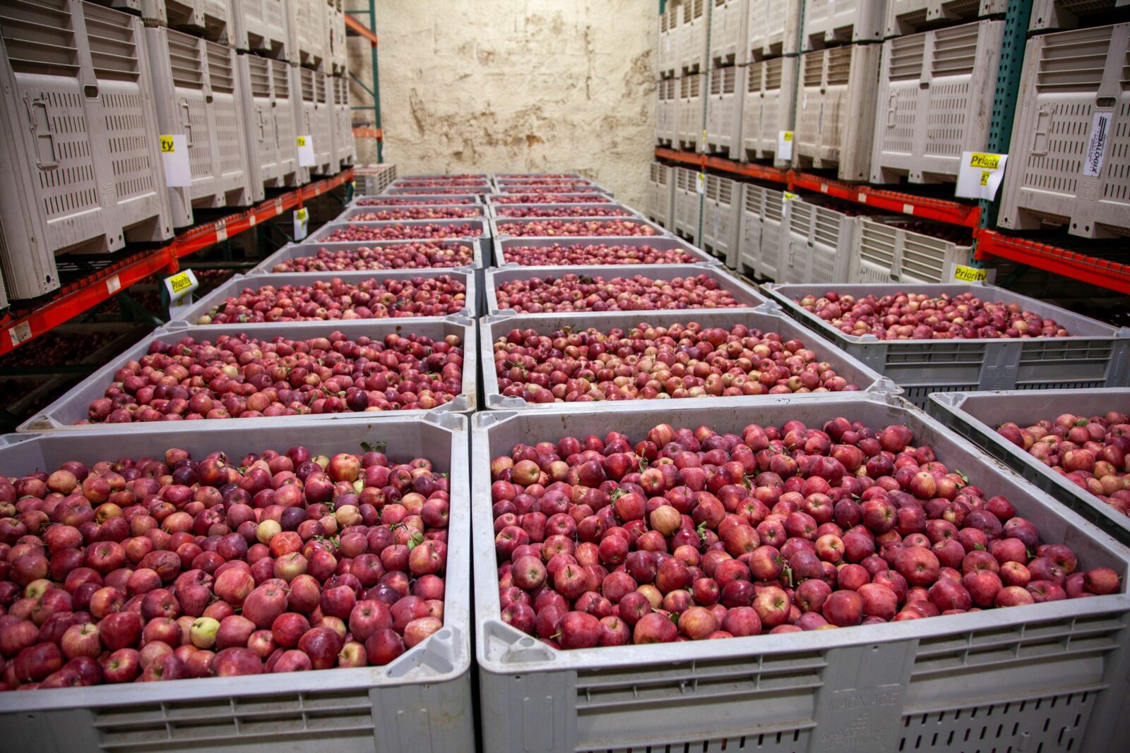 Crates of fresh red apples stacked in a warehouse for storage and distribution.