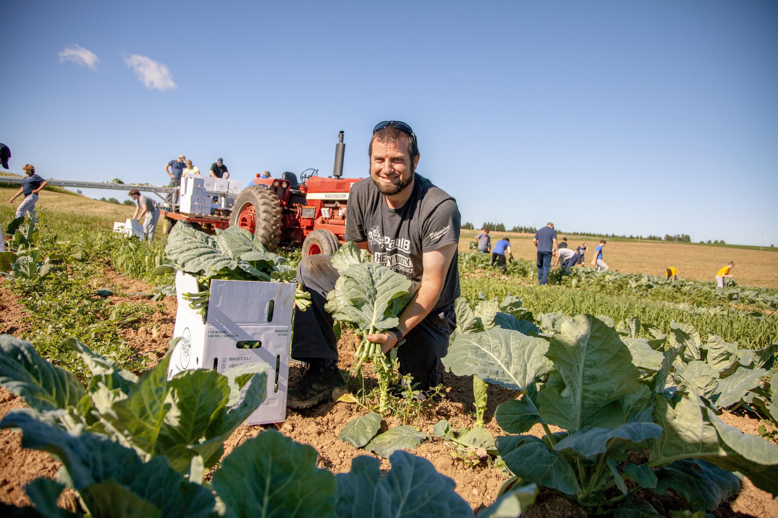 Smiling farmer harvesting fresh vegetables in a sunny field, surrounded by colleagues, with a red tractor in the background and boxes for collecting produce.