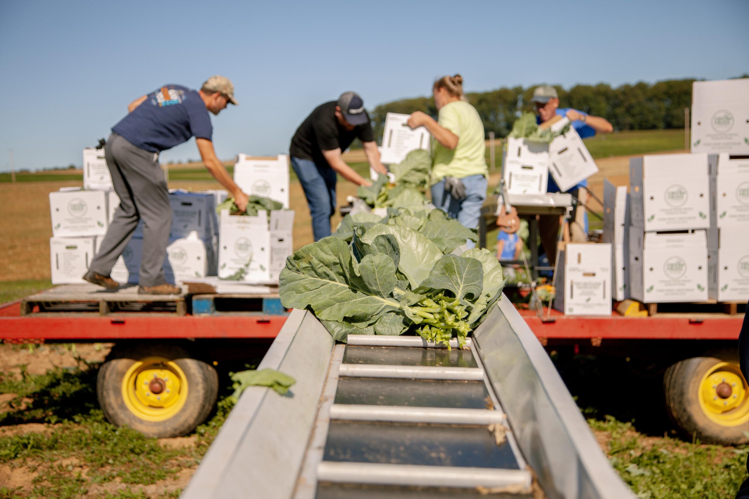 Farm workers harvest and pack fresh collard greens into white boxes on a sunny day in a field. The image shows a conveyor system transporting the greens, with a tractor trailer in the background and multiple workers engaged in the packing process.