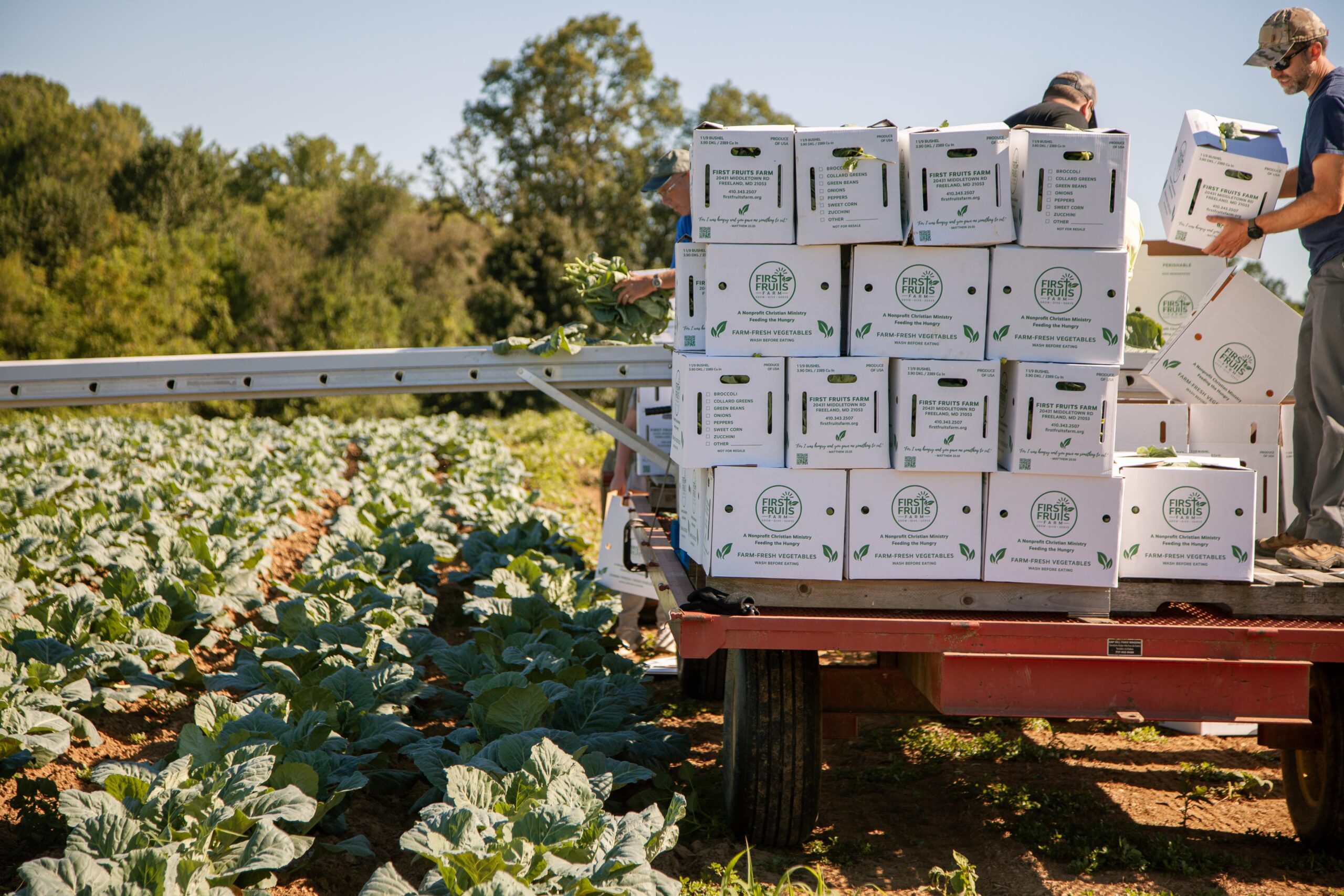 Farm workers loading boxes of fresh vegetables onto a trailer in a lush field, showcasing the harvest from First Fruits Farm. Bright green cabbage plants line the rows, highlighting sustainable farming practices.