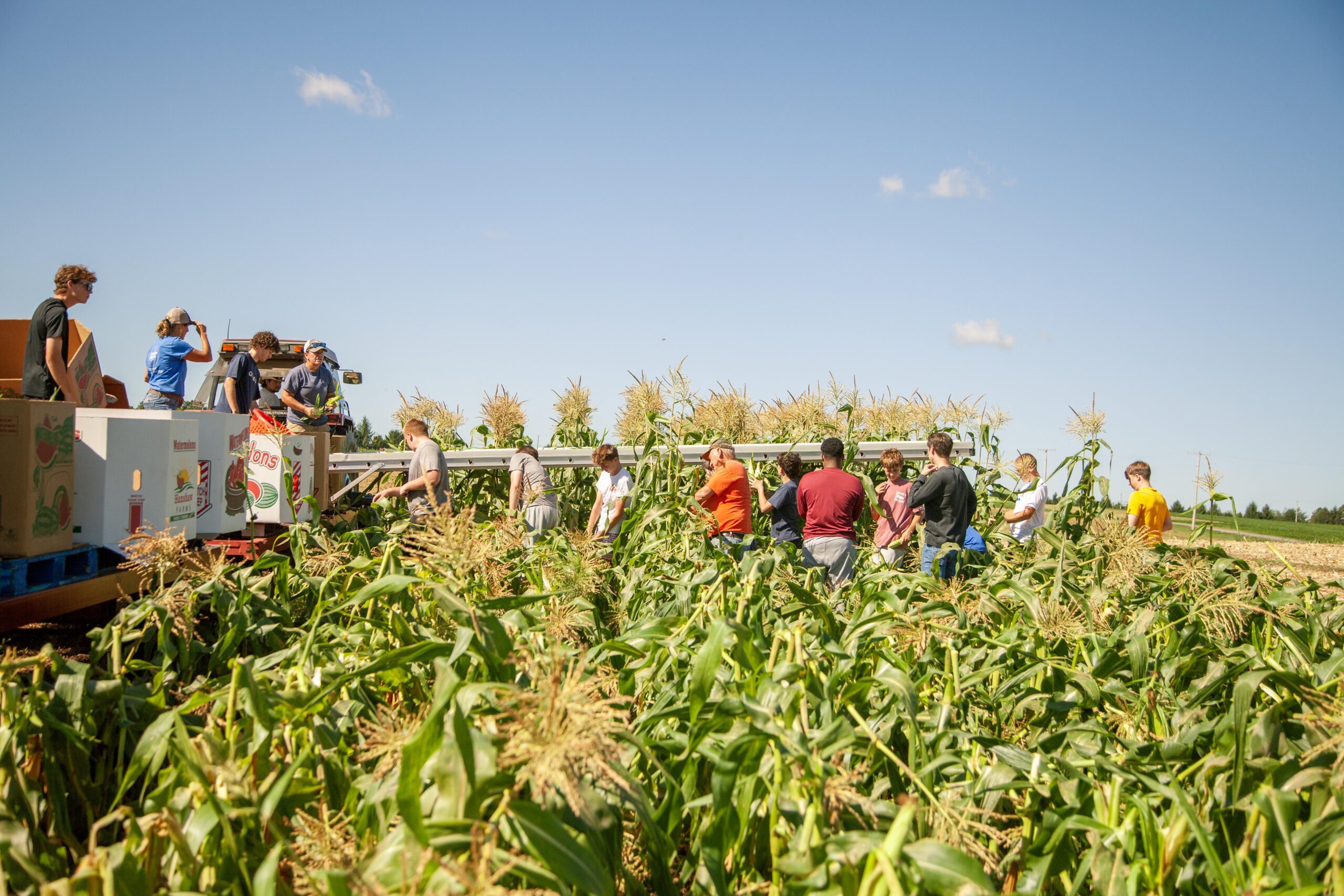 A group of people harvesting corn in a sunny field, with a truck loaded with boxes nearby. The scene captures the collaboration and effort involved in agricultural work during the summer season.