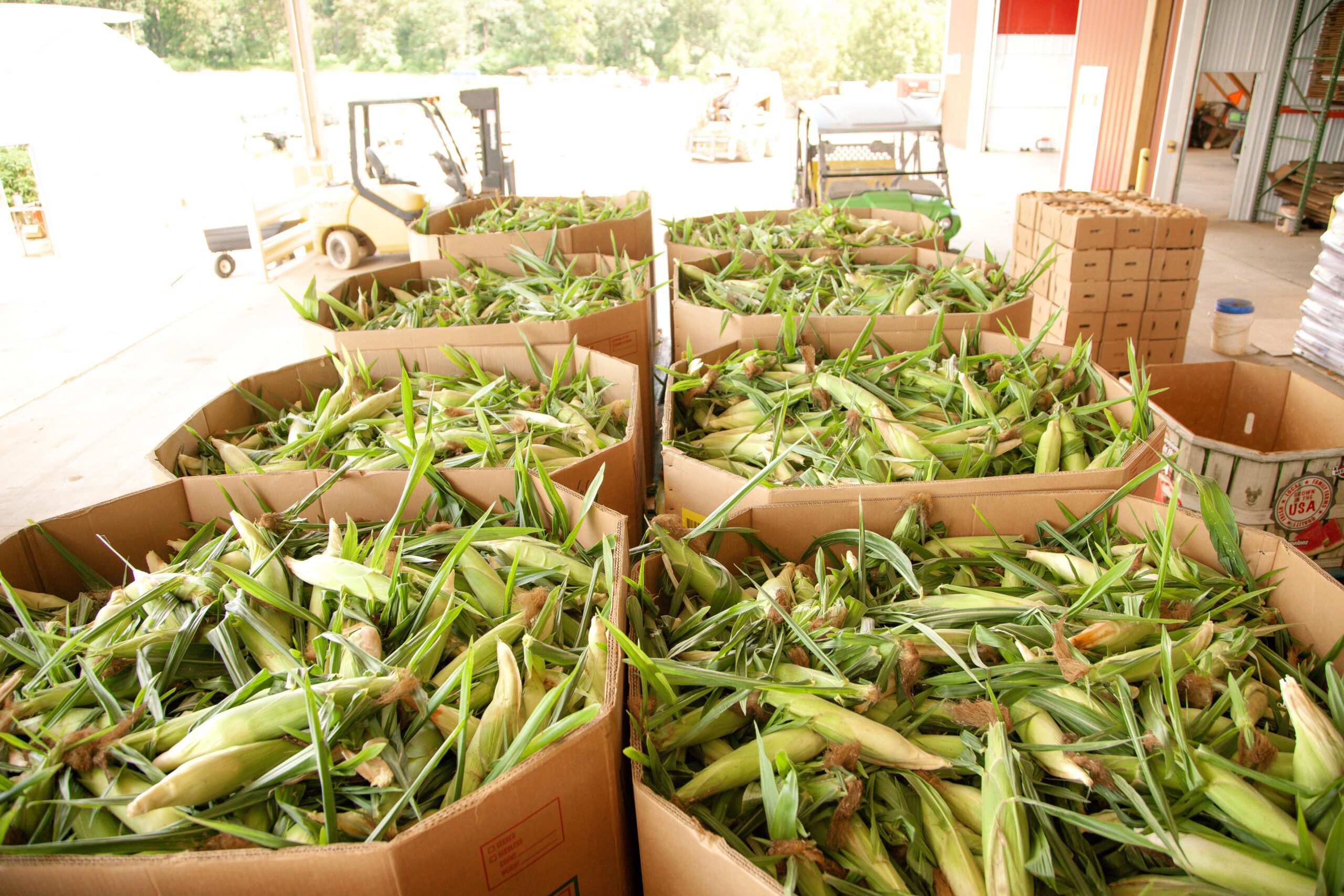 Boxes filled with freshly harvested corn, surrounded by green husks and leaves, in a large agricultural warehouse setting. Forklift visible in the background, indicating a busy farming operation.