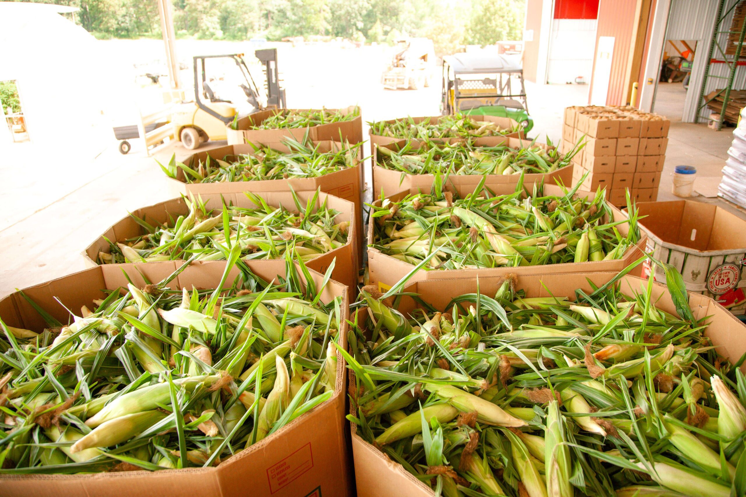 Baskets filled with freshly harvested corn, showcasing green husks and leaves, inside a farm storage facility. Forklift and additional boxes in the background indicate a busy agricultural operation.