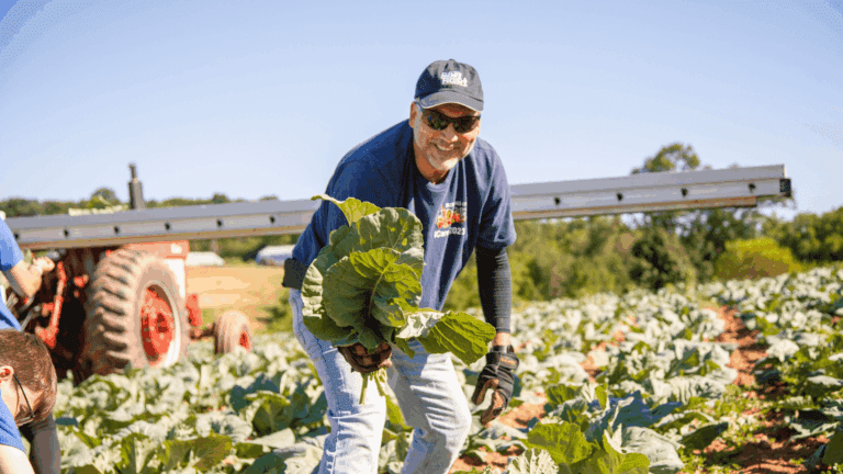 A farmer smiling while harvesting leafy greens in a sunny field, with a tractor in the background and rows of cabbage plants.