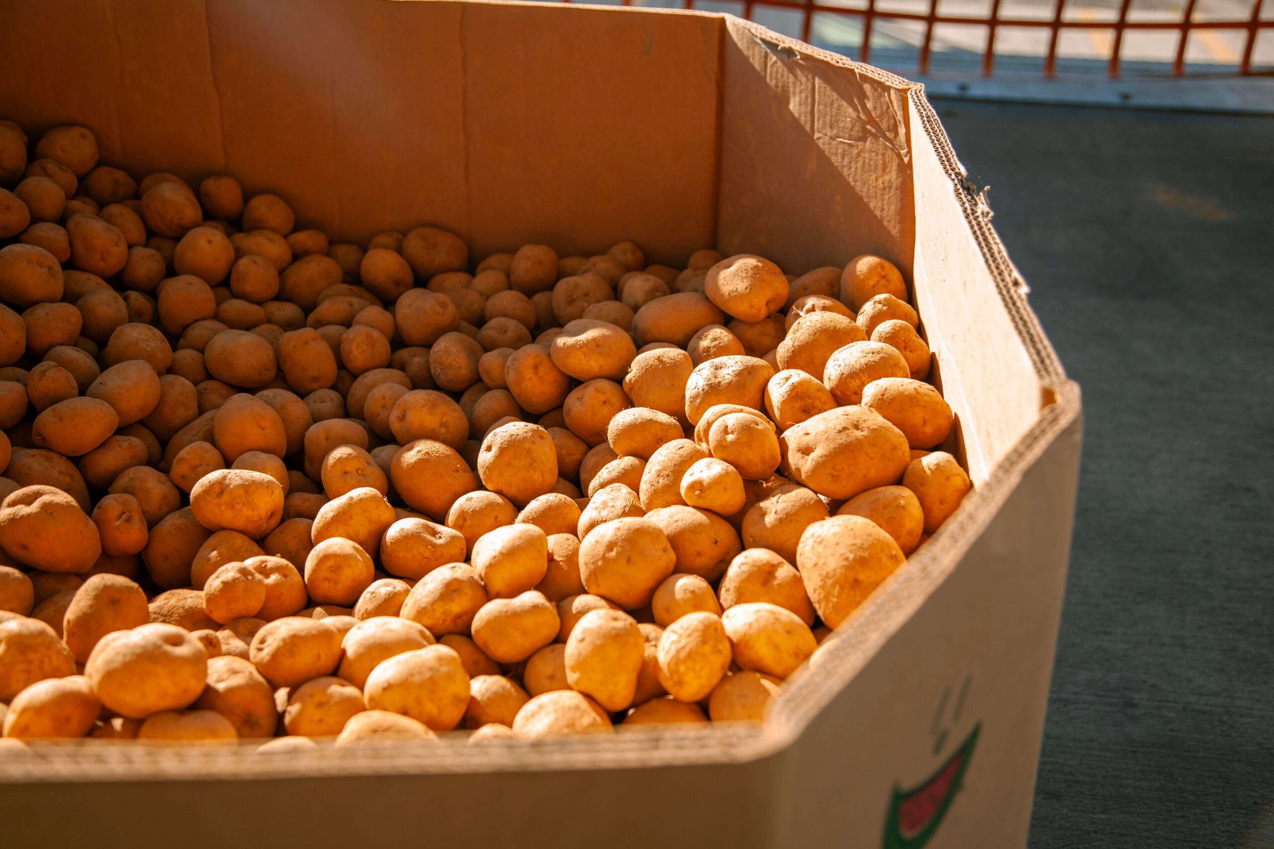 A large cardboard box filled with fresh, unwashed yellow potatoes, showcasing their earthy texture and natural color.