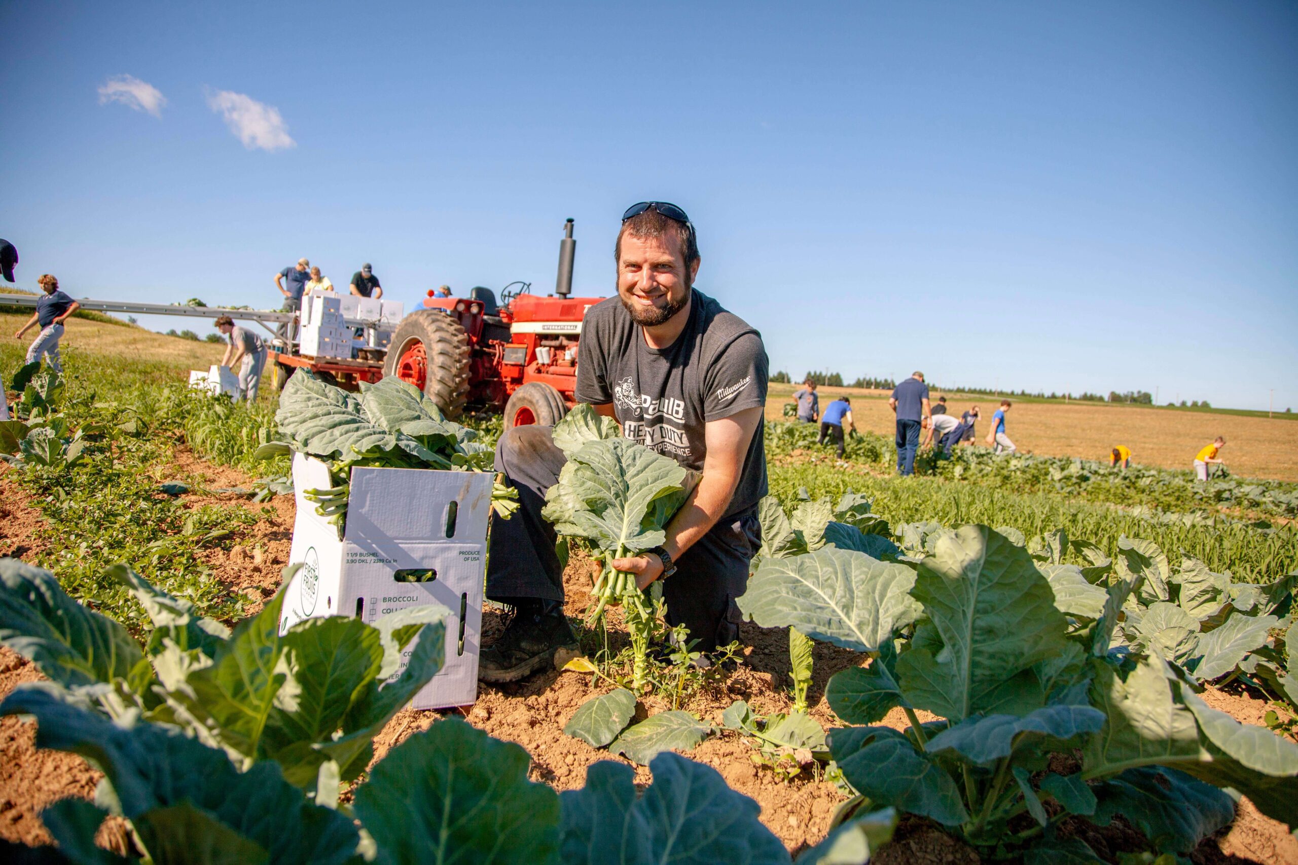 A farmer smiles while harvesting fresh vegetables in a sunny field, surrounded by fellow workers and a red tractor. The scene showcases a productive day of agricultural work, with boxes for transporting produce visible in the background.