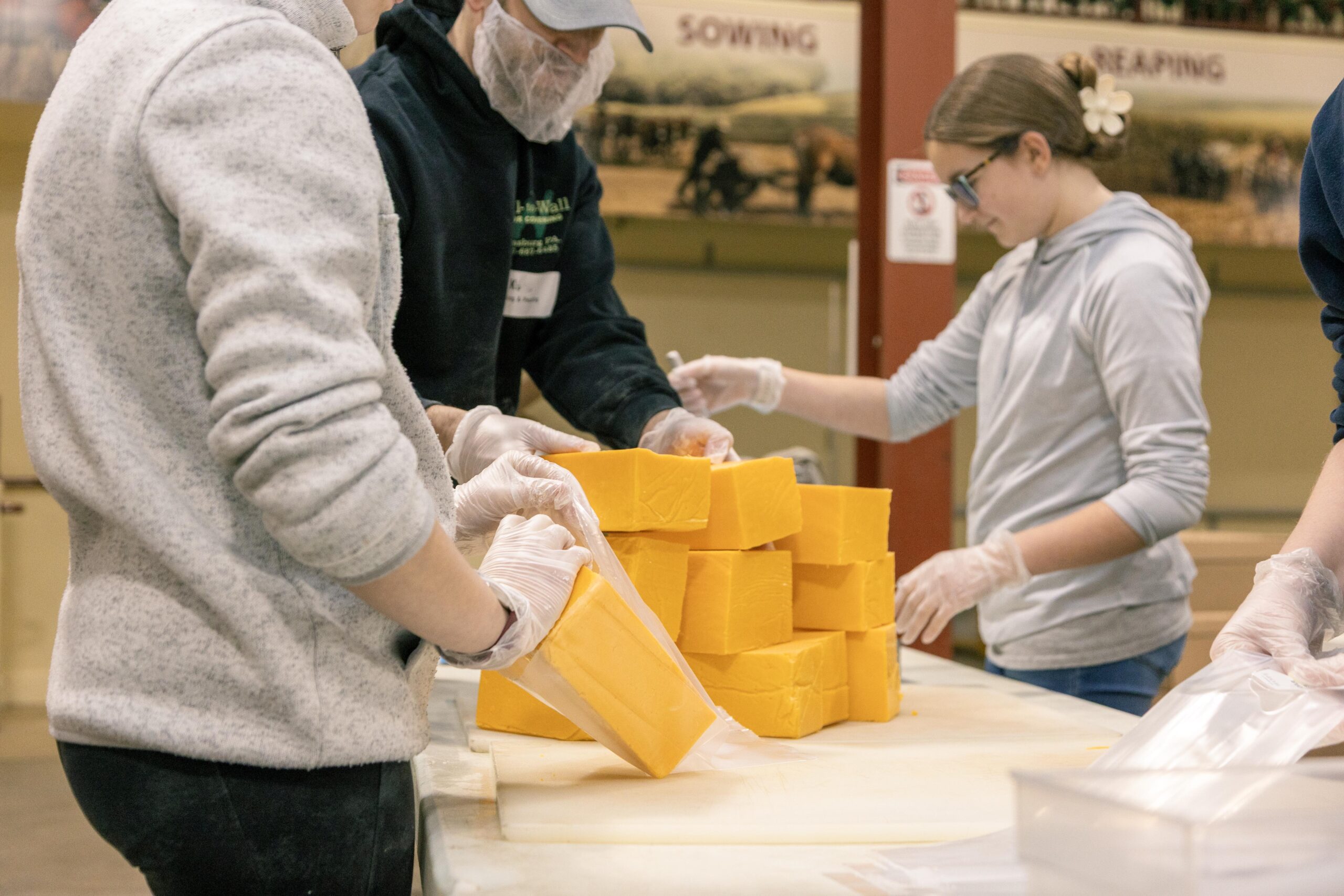 Volunteers in gloves pack blocks of cheddar cheese in a food processing facility, emphasizing teamwork and community involvement in food distribution efforts.